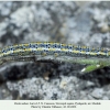 pontia edusa stavropol larva5bb